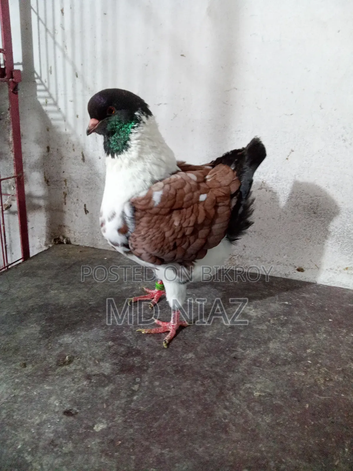 Modena Pigeon (Male)