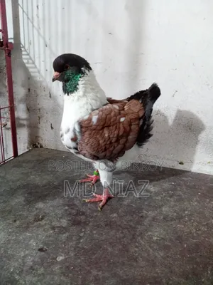 Modena Pigeon (Male)