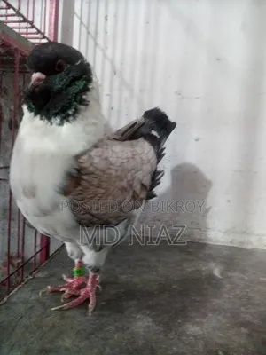 Modena Pigeon (Male)