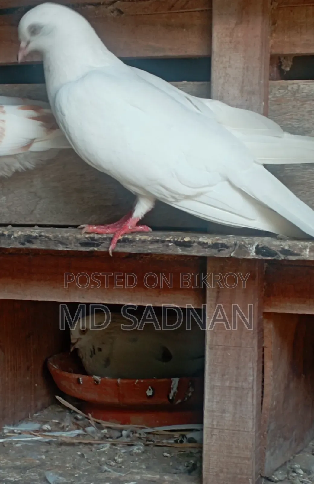 1 Pair of Pigeons