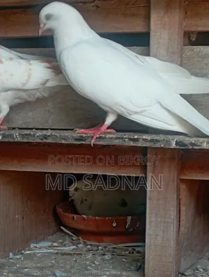 1 Pair of Pigeons