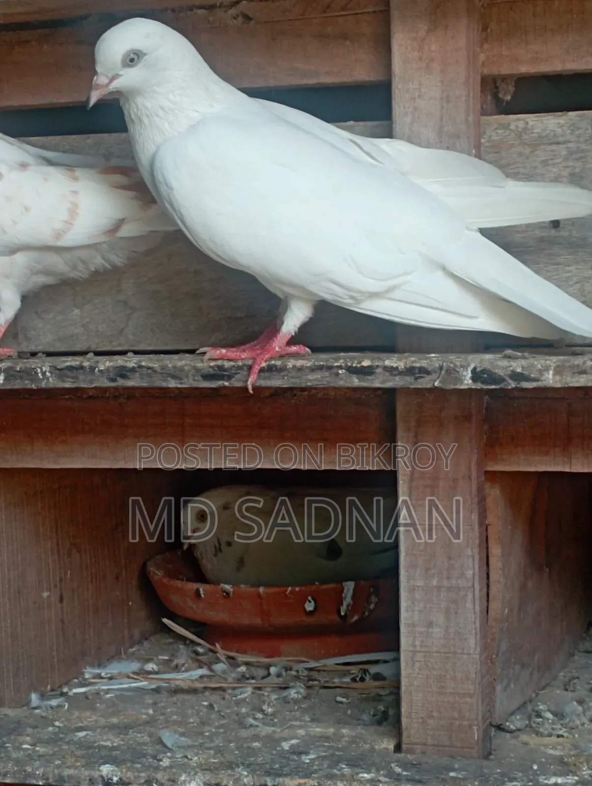 1 Pair of Pigeons