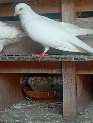 1 Pair of Pigeons