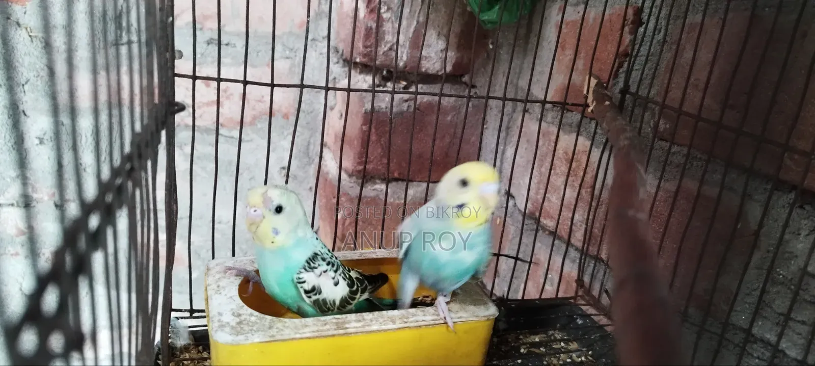 বাজরিকা পাখি