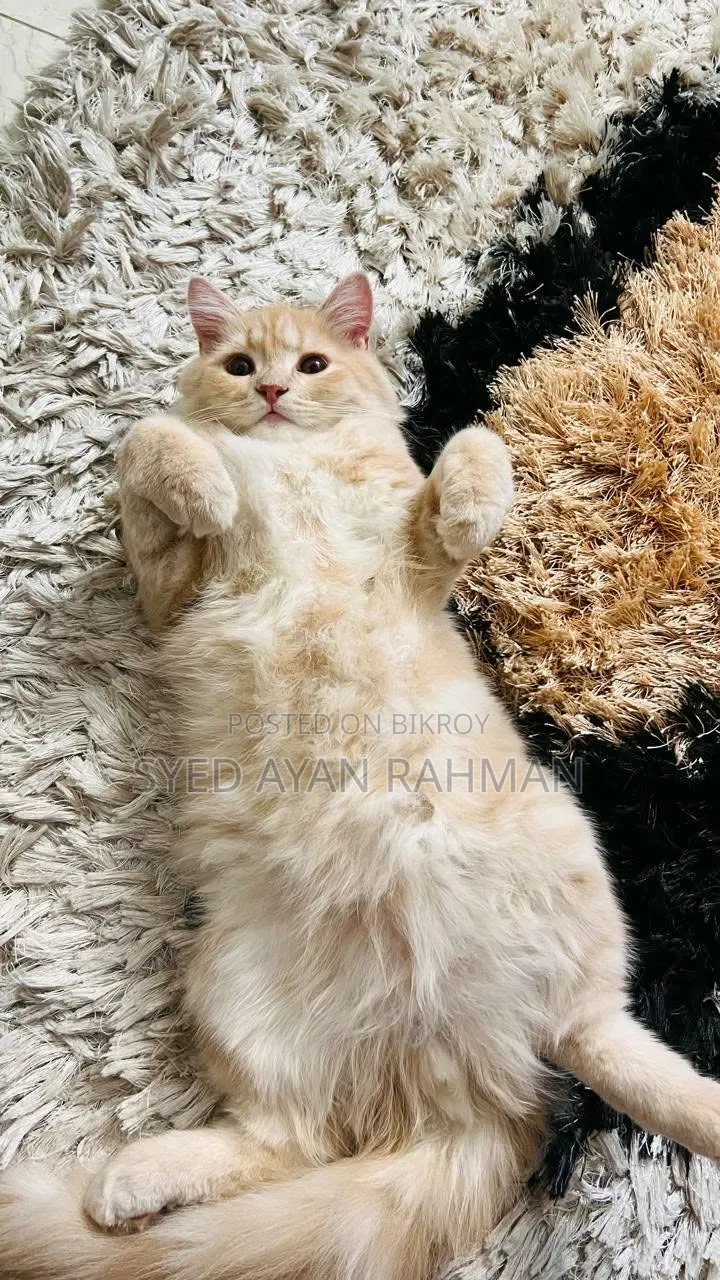 3-6 Months Male Purebred Persian