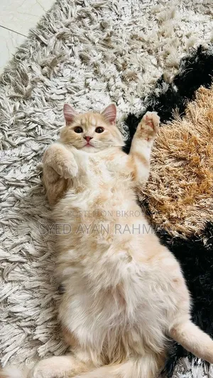 3-6 Months Male Purebred Persian