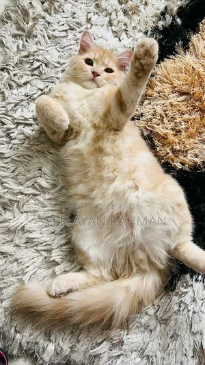 3-6 Months Male Purebred Persian