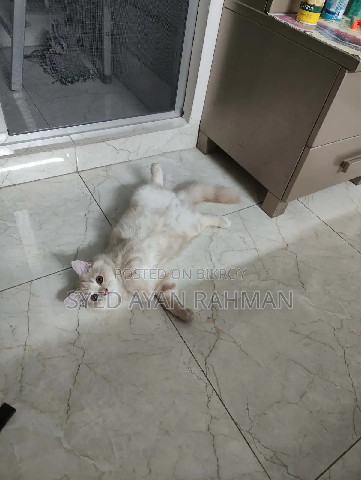3-6 Months Male Purebred Persian