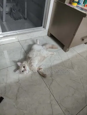 3-6 Months Male Purebred Persian