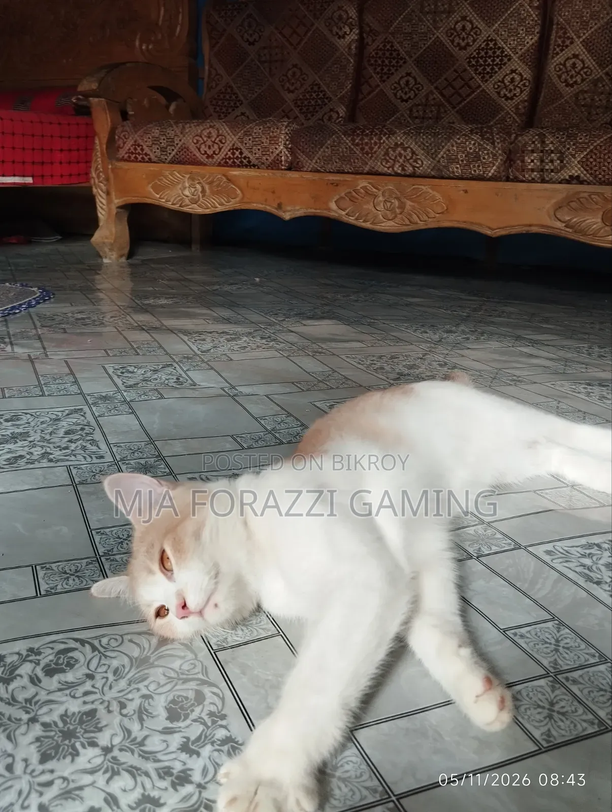 1+ Year Female Mixed Breed Persian