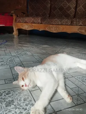 1+ Year Female Mixed Breed Persian