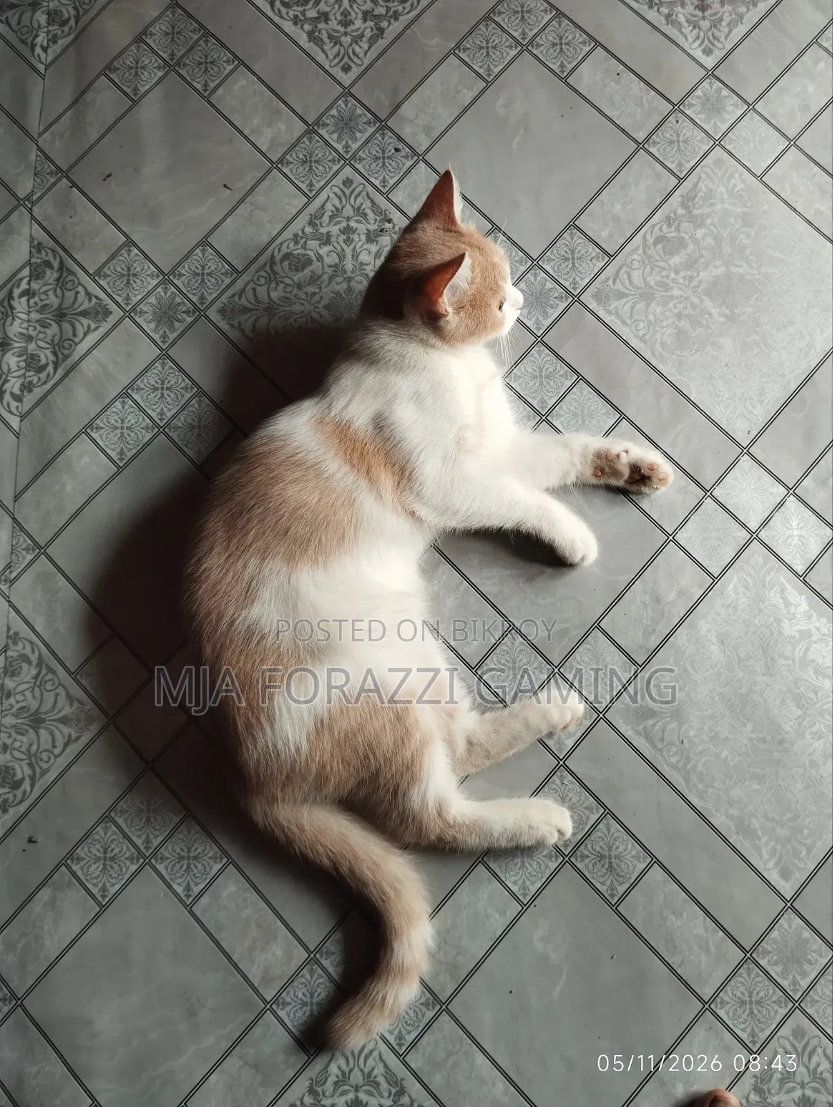 1+ Year Female Mixed Breed Persian