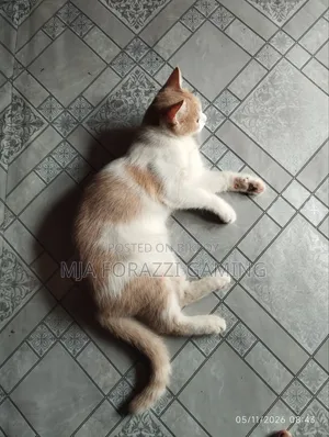 1+ Year Female Mixed Breed Persian