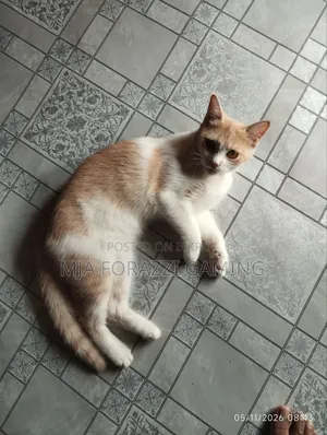 1+ Year Female Mixed Breed Persian