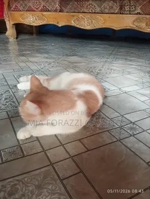 1+ Year Female Mixed Breed Persian