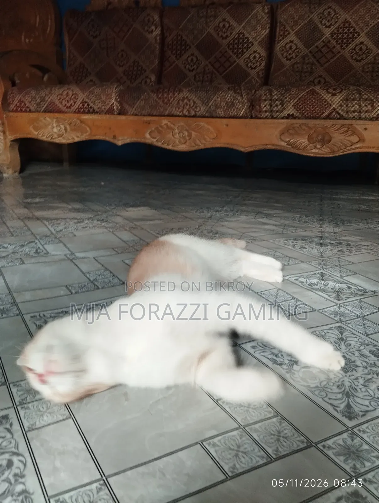1+ Year Female Mixed Breed Persian