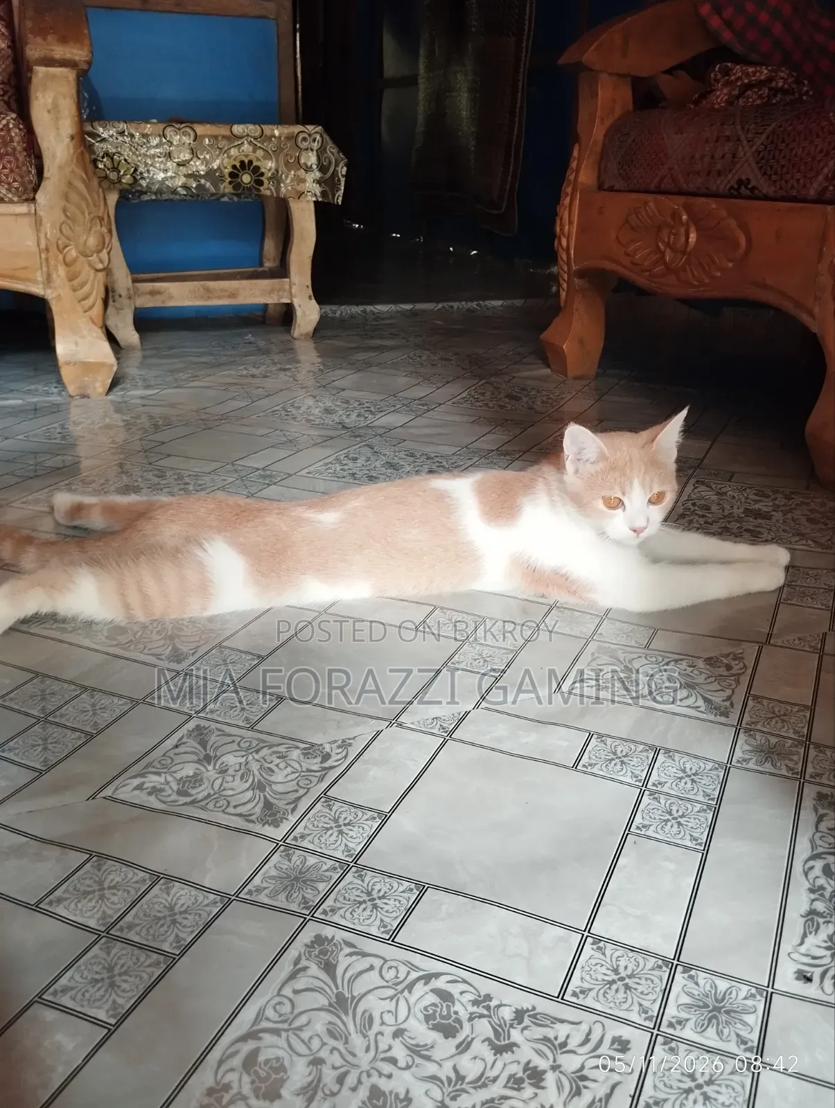 1+ Year Female Mixed Breed Persian