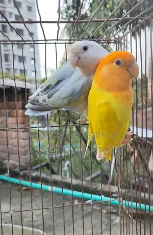 Love Bird