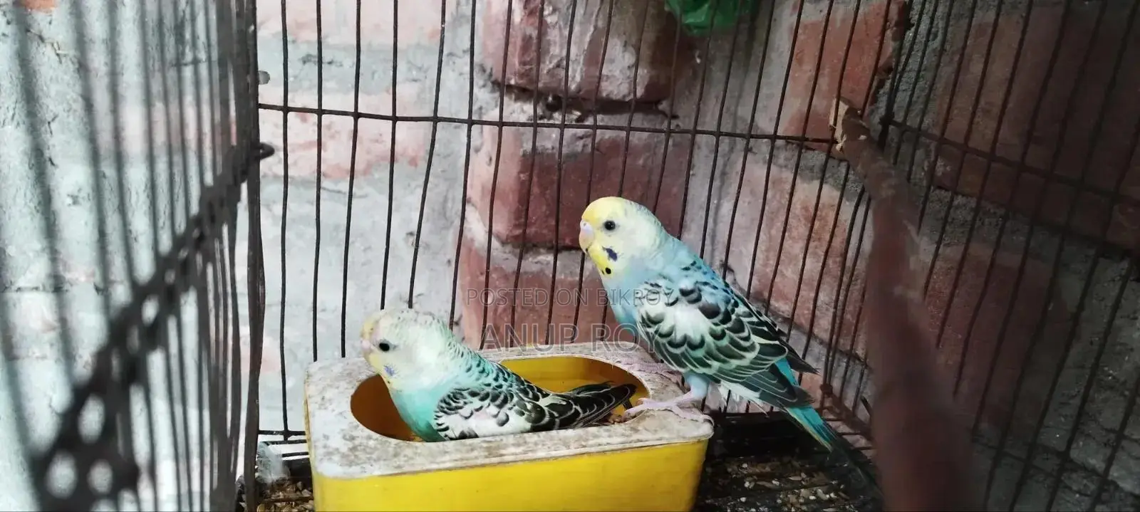 বাজরিকা পাখি