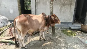 Bull for sale.