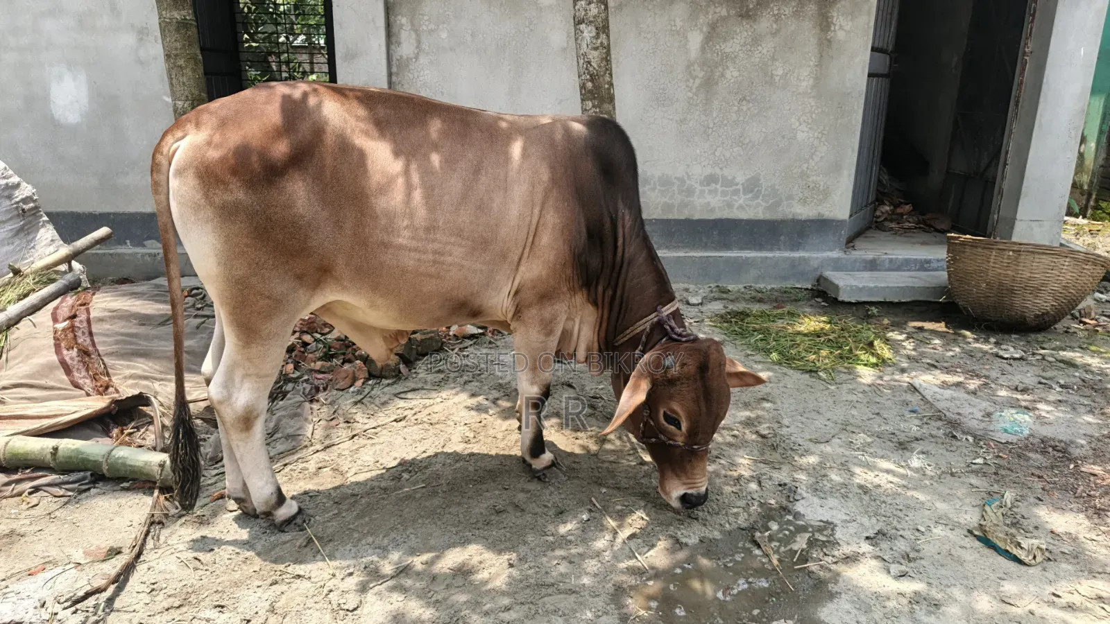 Bull for sale.
