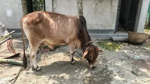 Bull for sale.