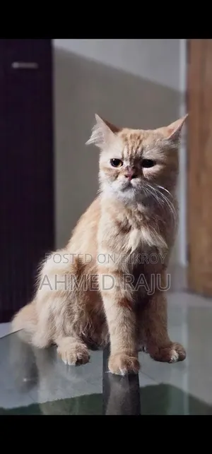 ১+ বছরের মিক্সড ব্রিড পার্সিয়ান বিড়াল