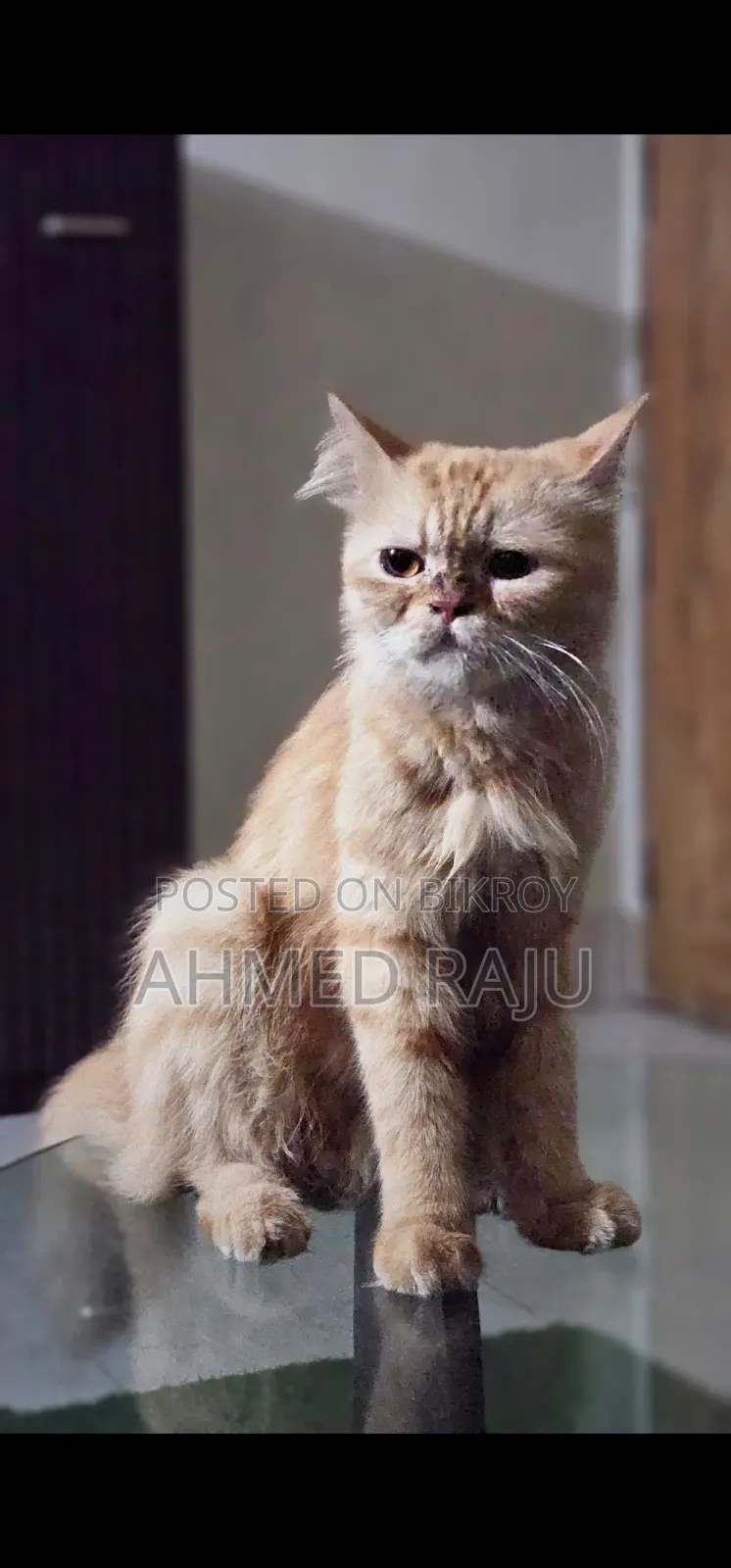 1+ Year Female Mixed Breed Persian