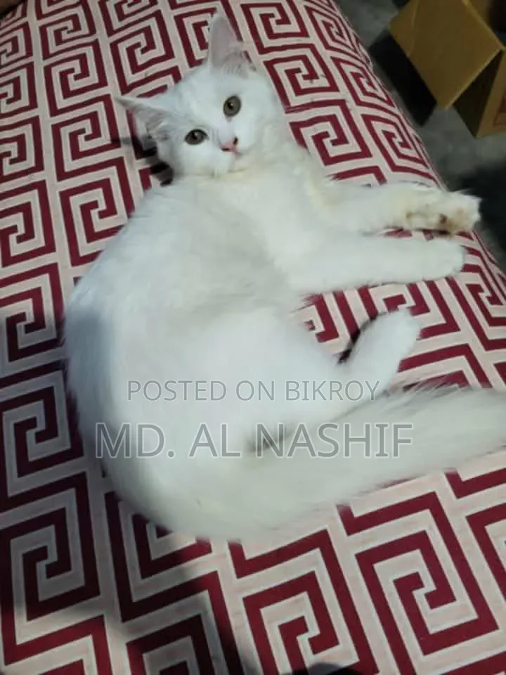১+ বছরের ফিমেল পিওরব্রেড পার্সিয়ান