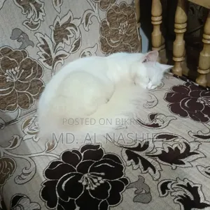 ১+ বছরের ফিমেল পিওরব্রেড পার্সিয়ান