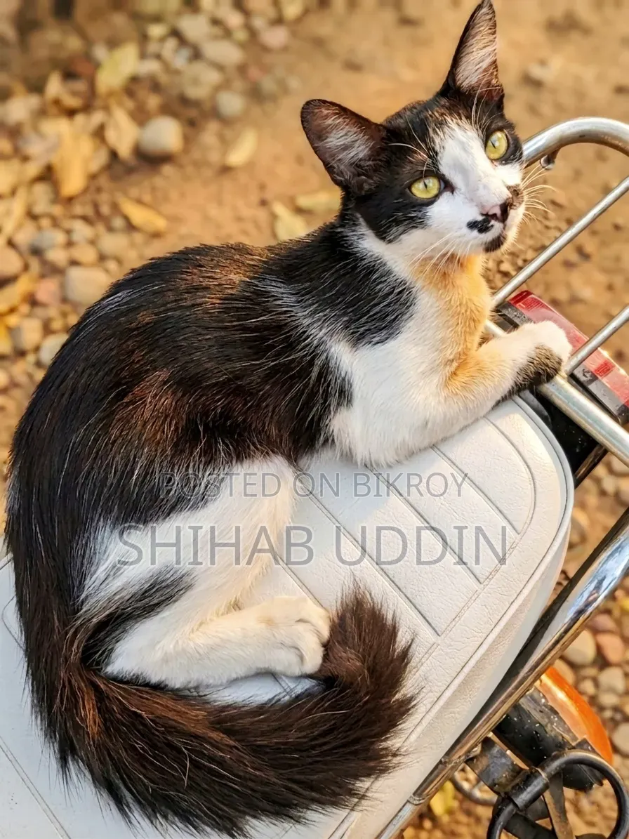 1-3 months Male Mixed Breed Persian