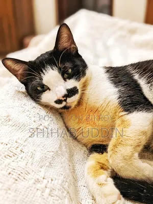 1-3 months Male Mixed Breed Persian