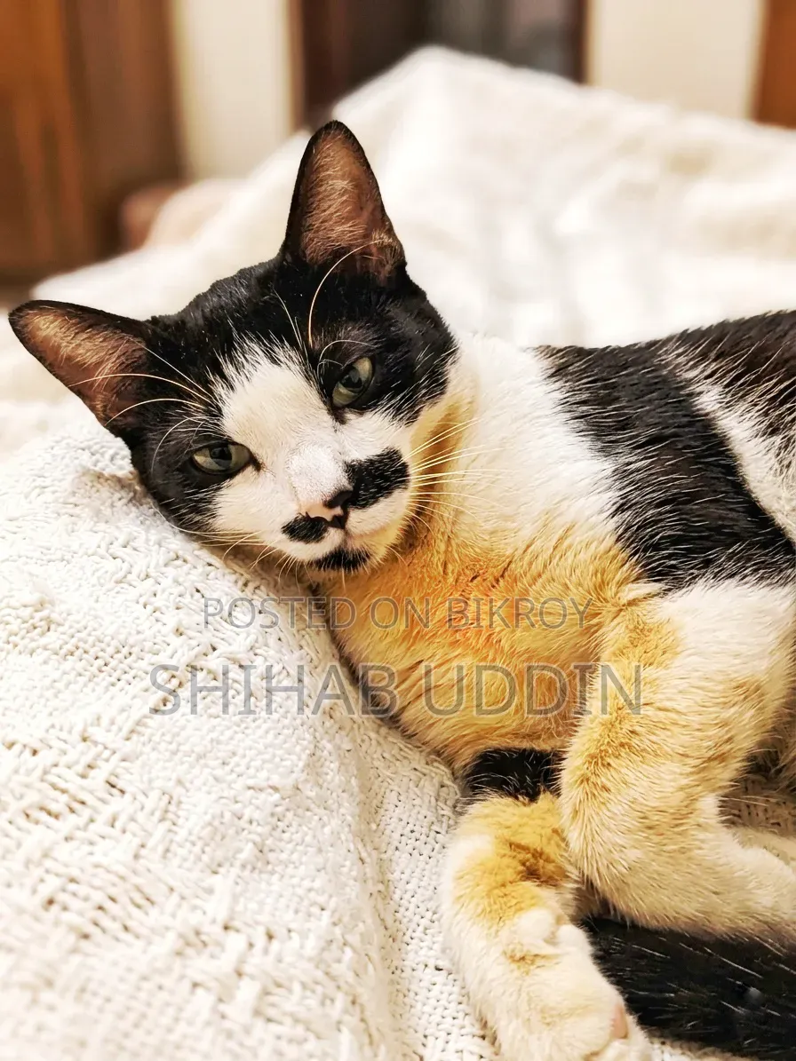 1-3 months Male Mixed Breed Persian