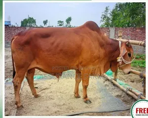 কুরবানির গরু