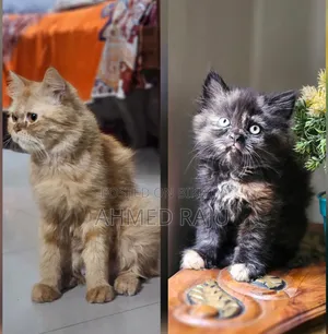 1+ Year Female Mixed Breed Persian