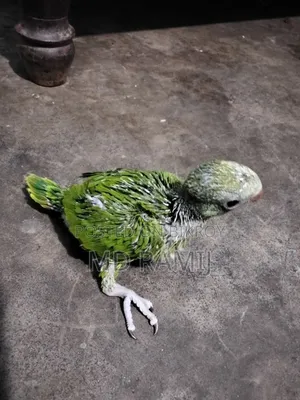 Parrot Chick