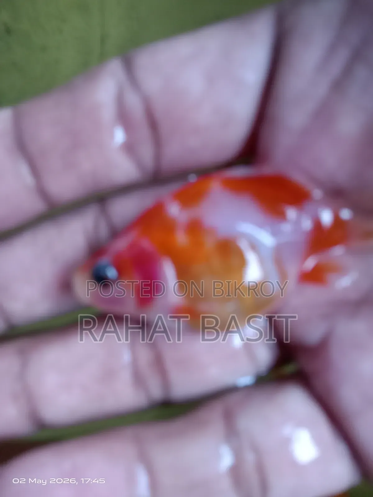 Farm-Raised Goldfish