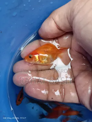 Farm-Raised Goldfish
