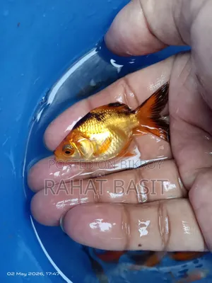 Farm-Raised Goldfish