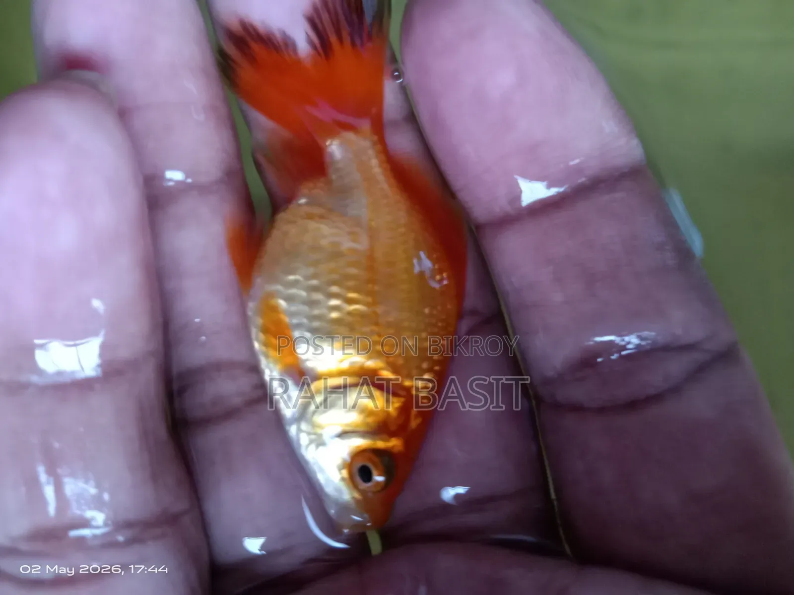 Farm-Raised Goldfish