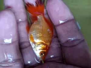 Farm-Raised Goldfish