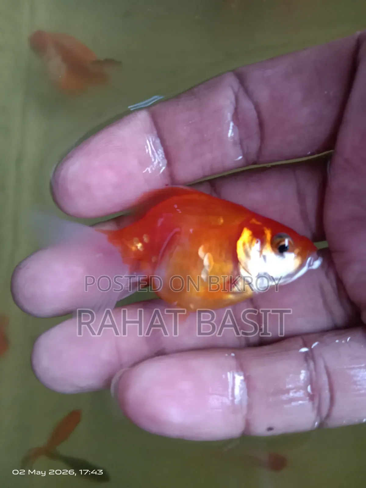 Farm-Raised Goldfish