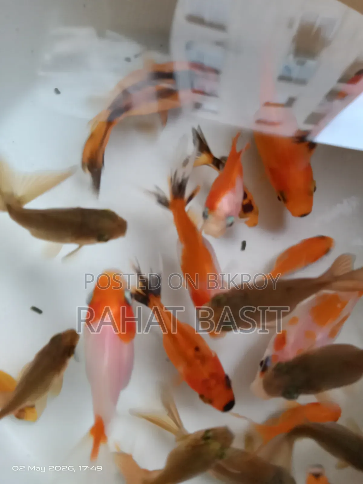 Farm-Raised Goldfish