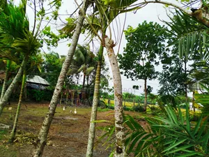 জমি নির্ভেজাল সব কিছু আপডেট আশপাশের জমির থেকে উঁচু
