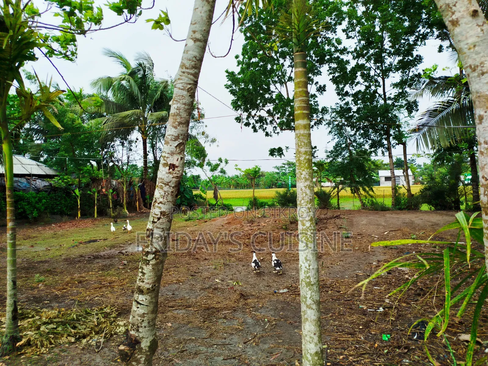 জমি নির্ভেজাল সব কিছু আপডেট আশপাশের জমির থেকে উঁচু