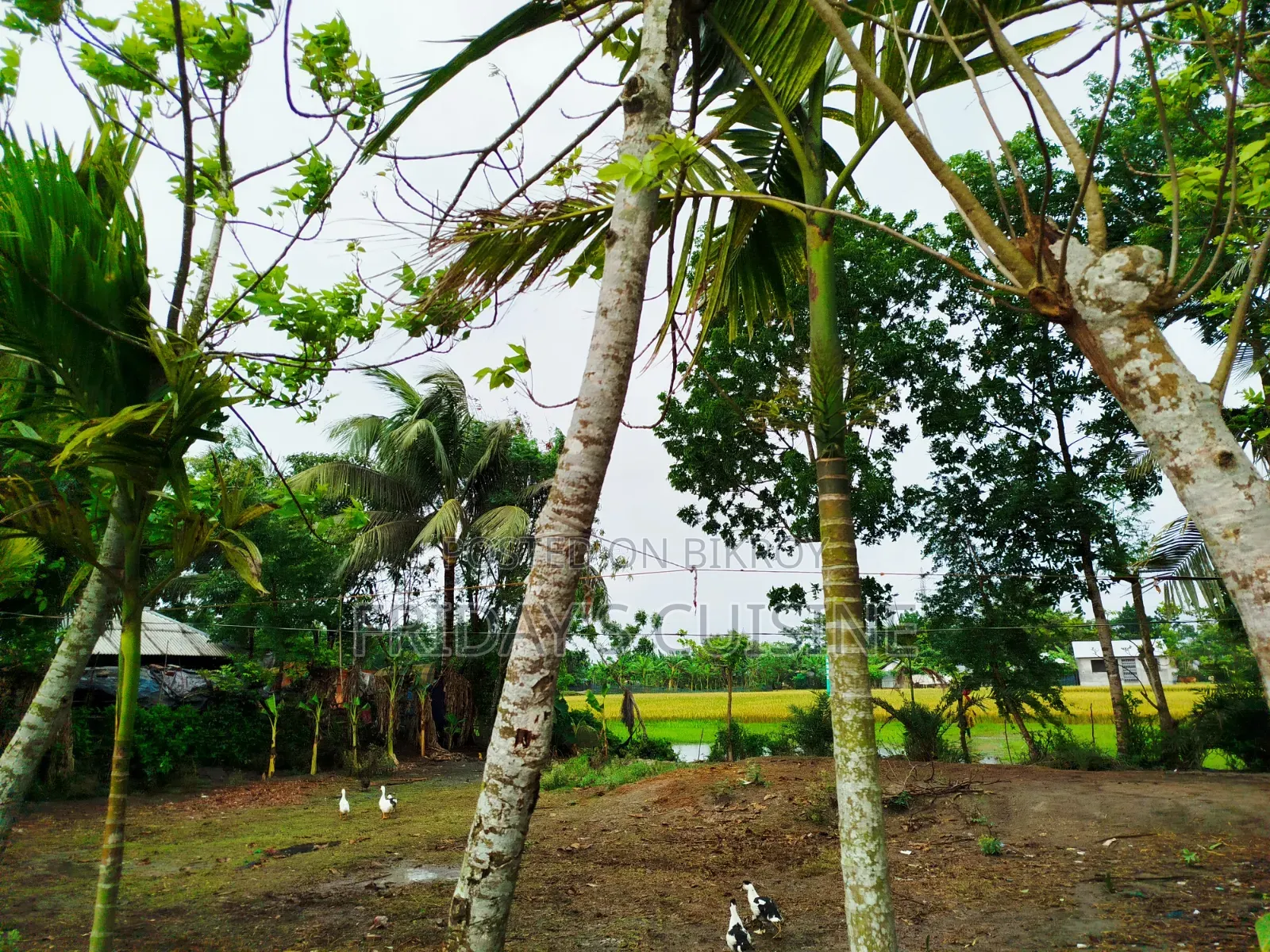 জমি নির্ভেজাল সব কিছু আপডেট আশপাশের জমির থেকে উঁচু