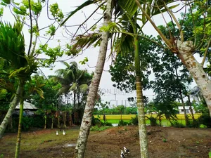 জমি নির্ভেজাল সব কিছু আপডেট আশপাশের জমির থেকে উঁচু