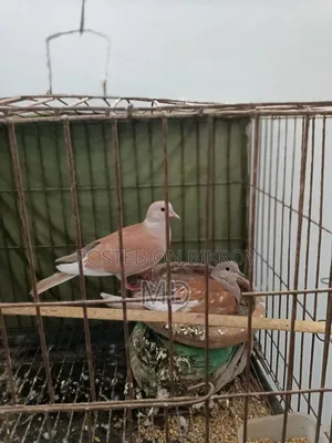 Running pair of Dove birds