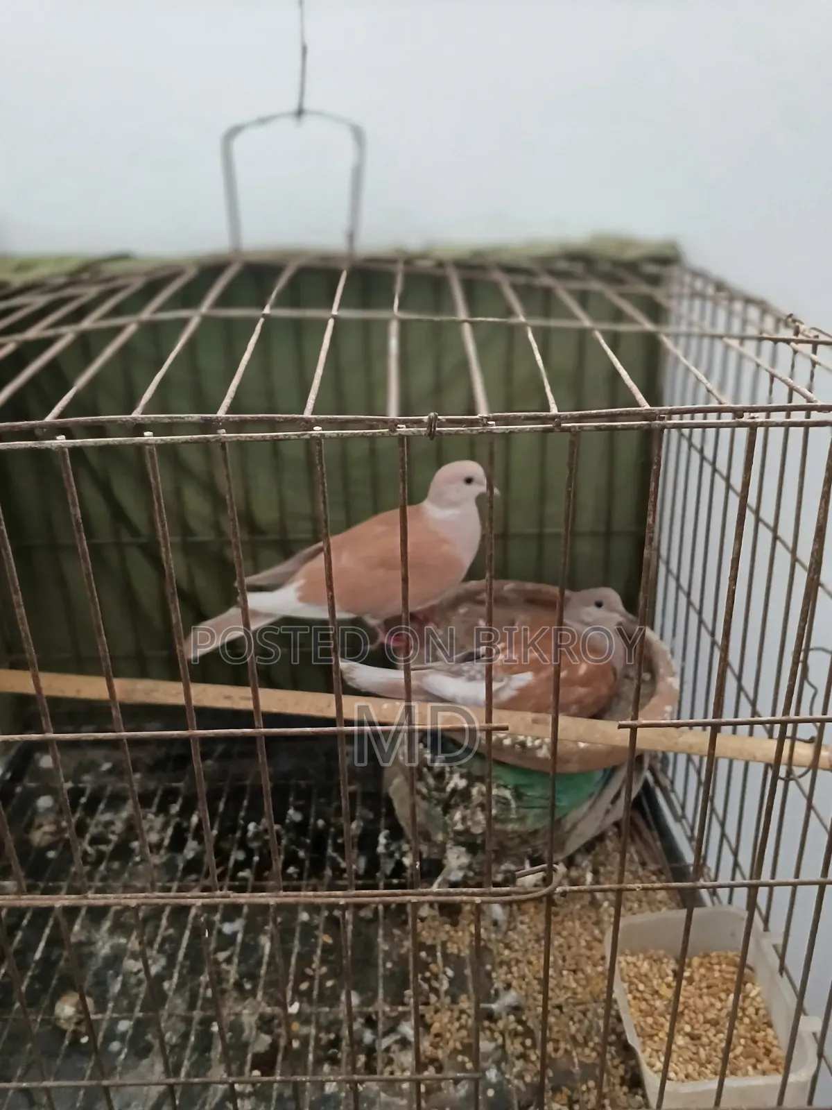 Running pair of Dove birds