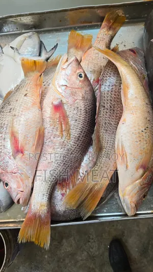 সামুদ্রিক মাছ - কোন অগ্রিম টাকা লাগবেনা